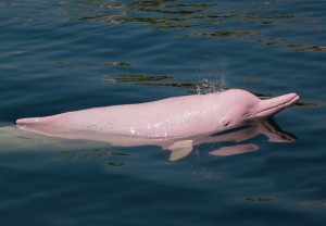 Создать мем: розовый амазонский дельфин, розовые дельфины амазонки, розовый дельфин