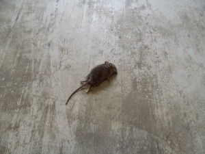 Create meme: a dead rat, mouse rat
