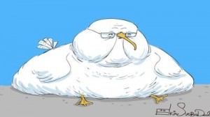 Create meme: Seagull funny, humor, fatty seagulls