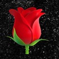 Create meme: rose flower, flower, red tulips