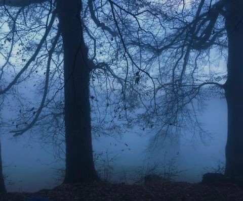 Создать мем: темный лес, ночной лес в тумане, мистический лес