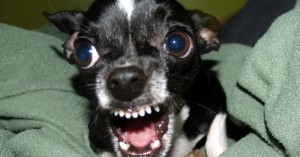 Создать мем: самая агрессивная порода собак, angry chihuahua, чихуа хуа убийца