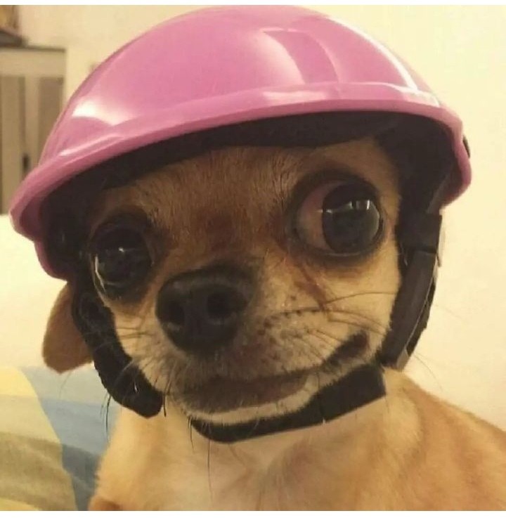 Create meme: helmet for a dog, dog with a cap, helmet for animals