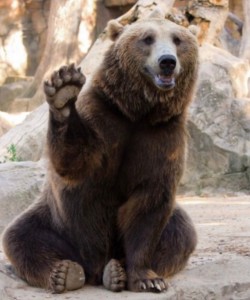 Create meme: the great bear, grizzly bear, bear