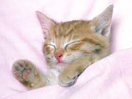 Create meme: sleepy kitten, kitty, ginger kitten