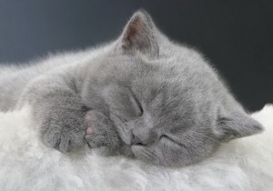 Создать мем: котенок спокойной ночи, сладких снов котик, спящий котенок