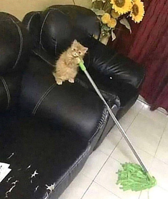 Create meme: cat , jokes seals , cat with a mop