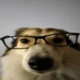 Create meme: point dogs, dog, dog fun