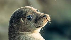 Create meme: the little seal , cute seal, common seal