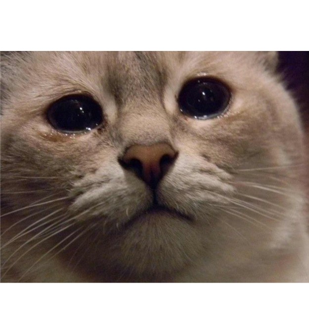 Create meme: sad cat meme, weeping cats, crying cat