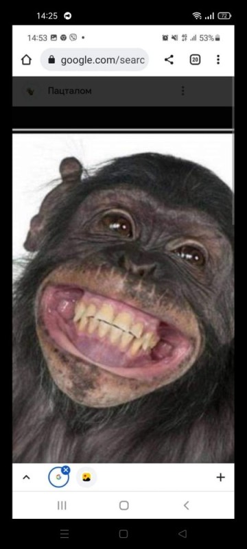 Create meme: smile chimpanzees, funny monkeys grimace, the monkey laughs