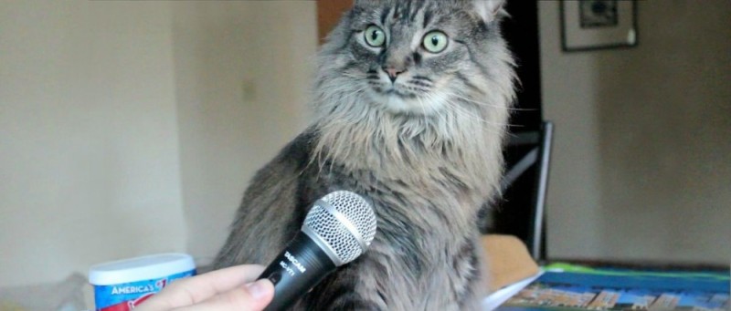 Создать мем: удивленный кот, кот интервью, удивленный кот с микрофоном