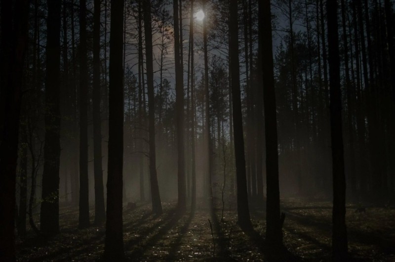 Создать мем: красивый темный лес, лес, лес ночной