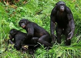 Создать мем: обезьяна самка, шимпанзе бонобо самки, шимпанзе бонобо спаривание