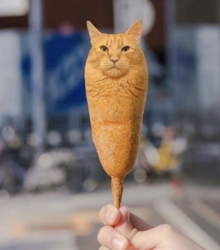 Create meme: cat , Garfield the poor cat, cat ice cream