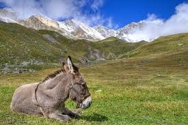 Create meme: donkey in the mountains, donkey in the mountains, a donkey in the mountains