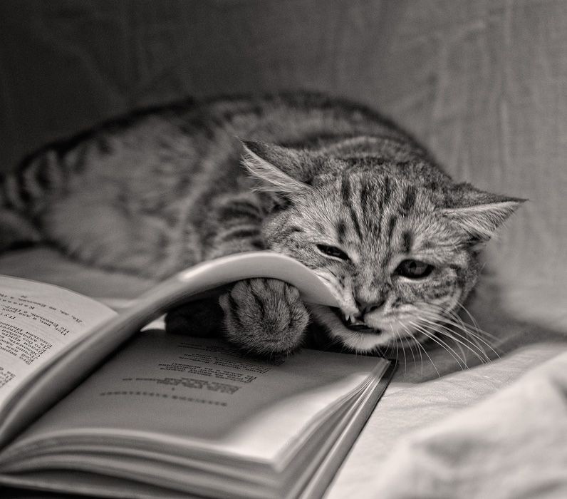 Create meme: cat cat, smart cat, books about cats