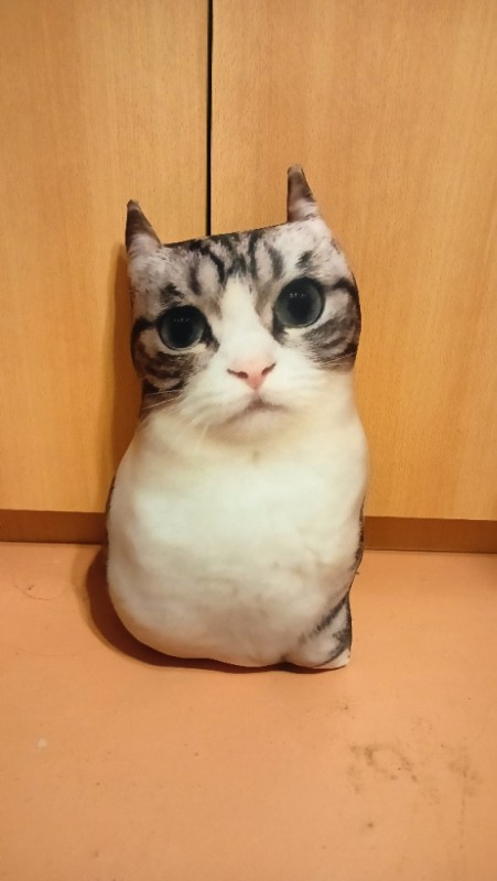Create meme: mugimeshi cat breed, cats are funny, cat 
