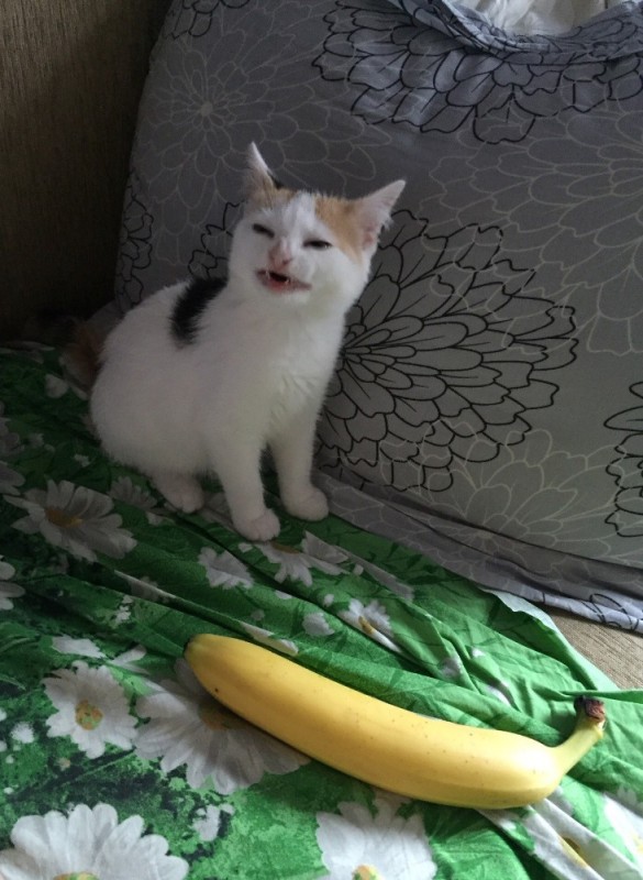 Создать мем: кошка анфиса банан, кот с бананом оригинал, бананья кот