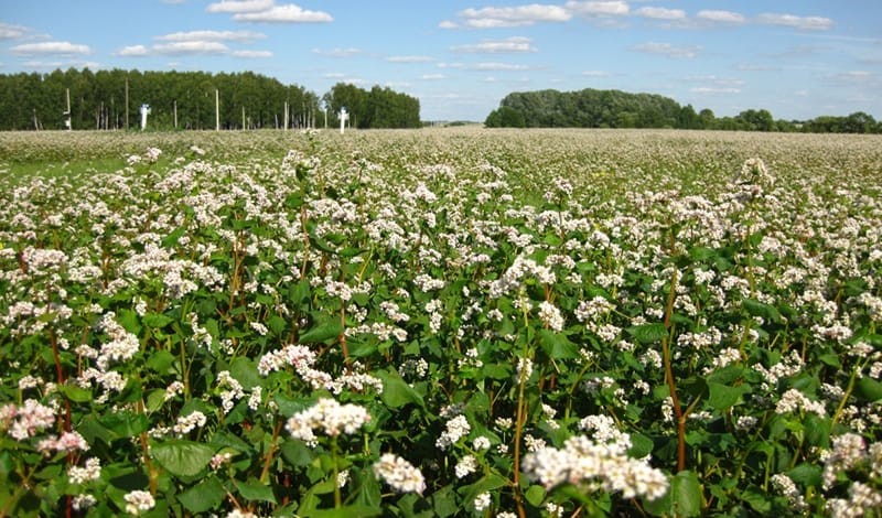 Create meme: buckwheat sowing, buckwheat, buckwheat siderate