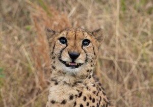 Create meme: Cheetah, Cheetah cub