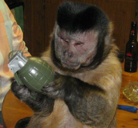 Create meme: brown capuchin monkey, The capuchin crybaby, A little monkey monkey