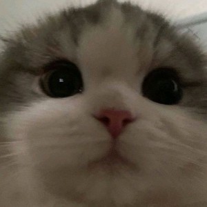 Create meme: face, animals, cat