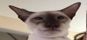 Create meme: cat, Siamese cat, cat