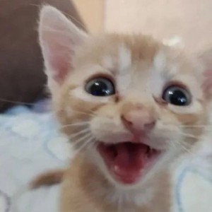Create meme: funny cats, smiling cat, cat