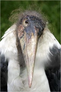 Create meme: nightmares marabou stork, marabou