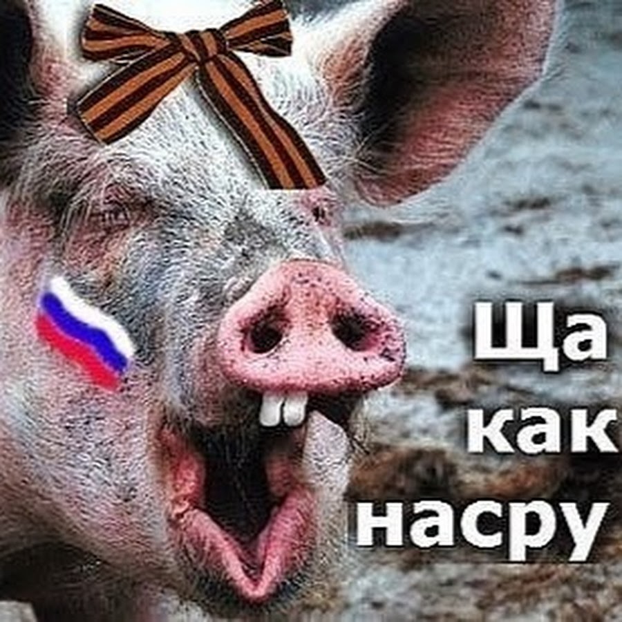 Русский язык свиней. Свинья. Смешные свиньи.