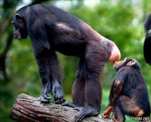 Создать мем: самец шимпанзе, самка шимпанзе, шимпанзе бонобо