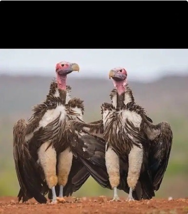 Create meme: African eared vulture , vultures of the bird, funny birds
