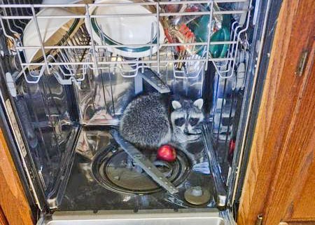 Create meme: Raccoon polosun washes the dishes, cat , raccoon gargle 