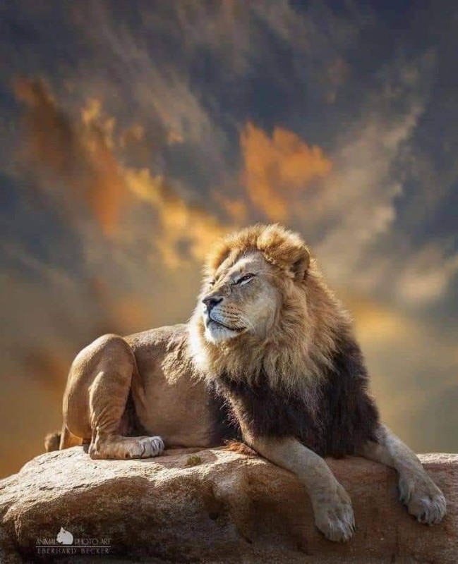 Create meme: Leo the lion, the lion is lying on a rock, Leo 