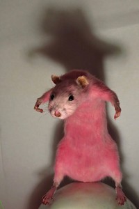 Создать мем: крыса, розовая крыса, милые животные