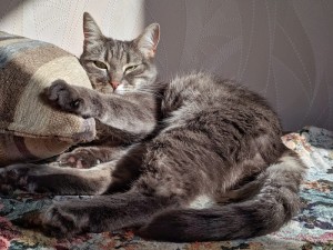 Создать мем: кошка и котенок, коты, кот с кошкой