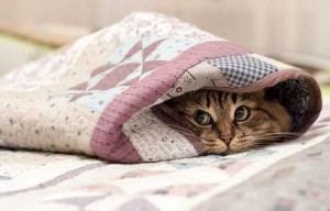 Создать мем: кошка под одеялом, кот выглядывает из под одеяла, котик в одеяле