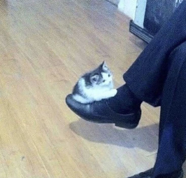 Create meme: kitten on foot meme, kitten on Shoe meme, cat in shoes
