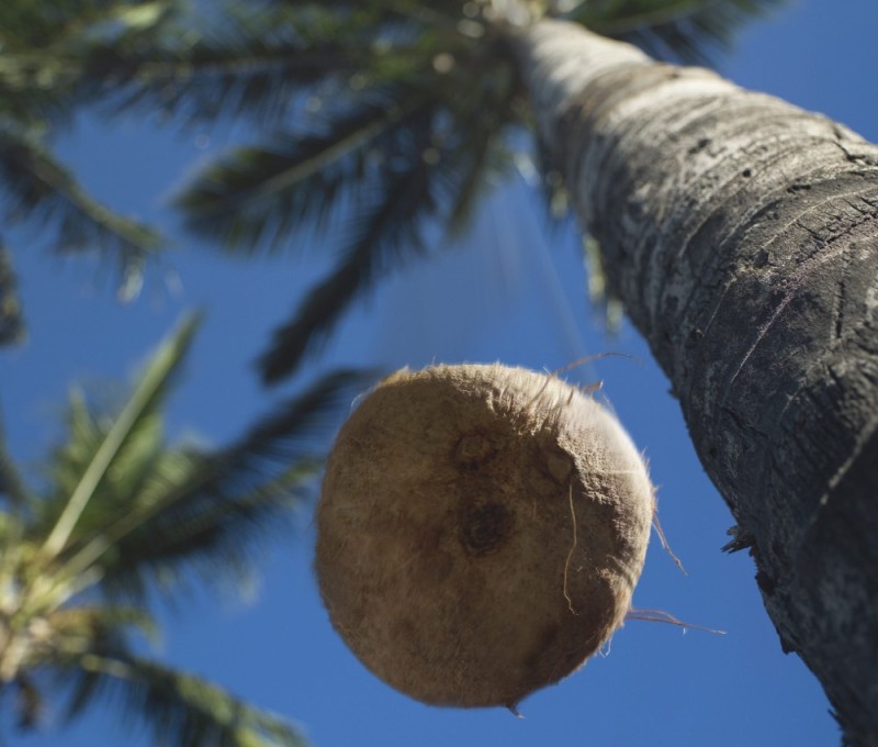 Create meme: coconut palm, coconut , fresh coconut