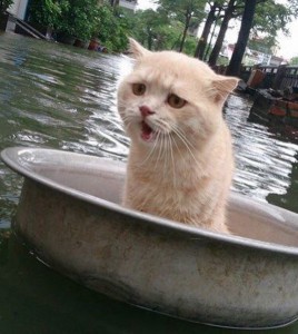 Создать мем: кот, кот в тазике с водой, кот в тазике