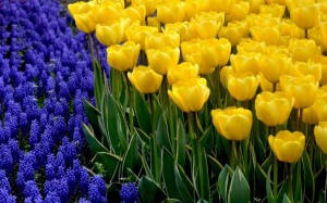 Создать мем: желто голубые тюльпаны, полевые желтые тюльпаны, желтые тюльпаны и мускари