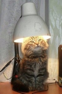 Создать мем: коты, кот, ламповый кот