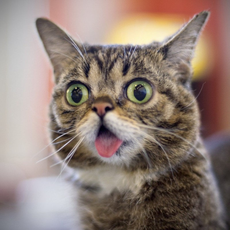 Create meme: cute cats funny, surprised kitty, the surprised cat 