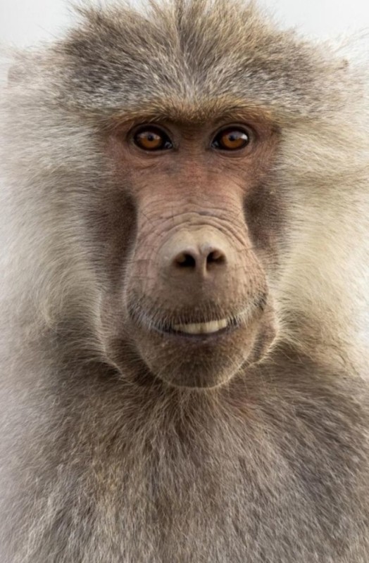 Create meme: baboon , monkey monkey, The baboon's grin