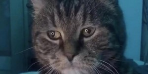 Create meme: cat muzzle, sad cat, cat