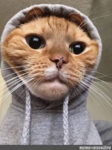 Create meme: a cat in a hood, cute cats funny, cat 