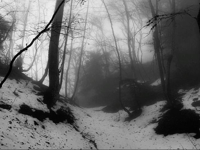 Создать мем: зима пейзаж, лес туманный, лес мрачный