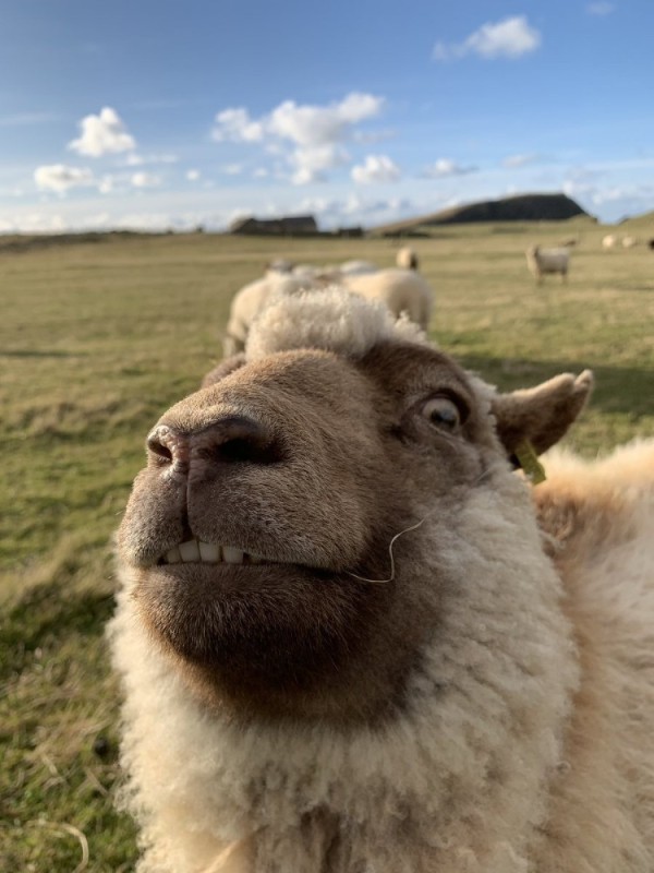 Create meme: funny ram, sheep meme, sheep sheep