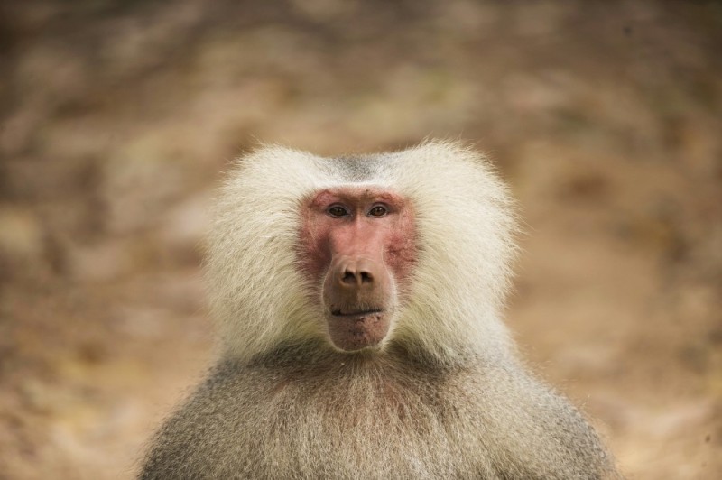 Create meme: baboon Hamadryad, female baboon, baboon 